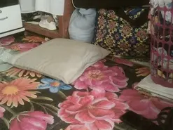 Amateur Live Sex of Clove6