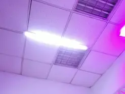 Amateur Live Porn of ZoeSwam