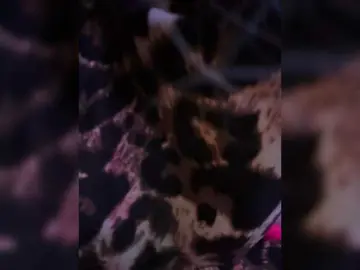 Bongacams Nude Webcam of ProseccoMood