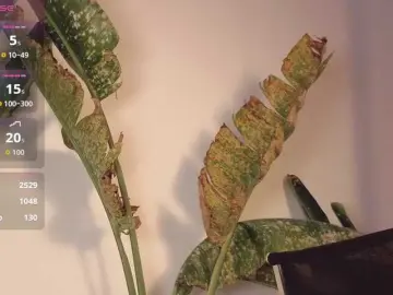 Bongacams Nude Webcam of came-a-lot