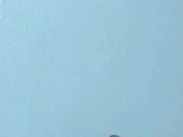 Bongacams Sex Cam of kitty-sweeety