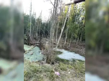 Bongacams Sex Cam of Hotksy