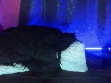 Bongacams Adult Webcam of cata-anngel