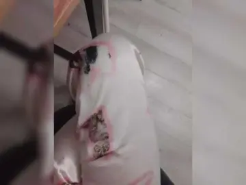 Bongacams Live Sex of Bogina2