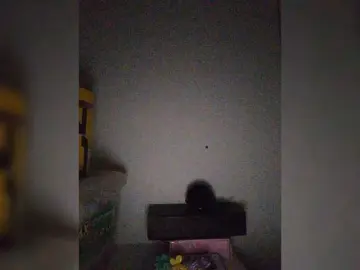 Bongacams Live Porn of ZoeCamils