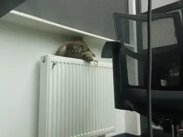 Cam4 Sex Chat of samsam_sex