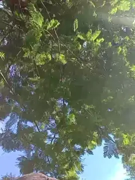 Cam4 Adult Webcams of Fsst4