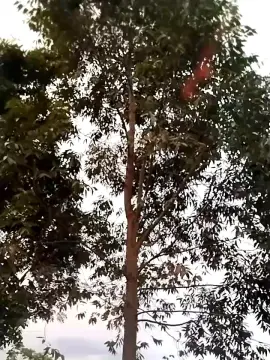 Cam4 Live Sex of Remote_live