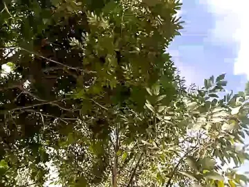 Cam4 Live Sex of Remote_live