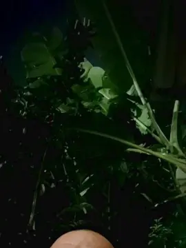 Cam4 Live Sex Cam of Bkcria192