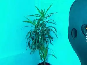 Cam4 Free Porn Cam of Litz_81