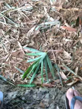 Cam4 Free Porn Cam of Batetoro