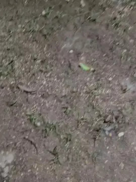Cam4 Sex Cam of Papiyoungpig