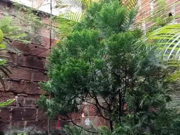 Cam4 Live Sex Cam of Sexylatinogay