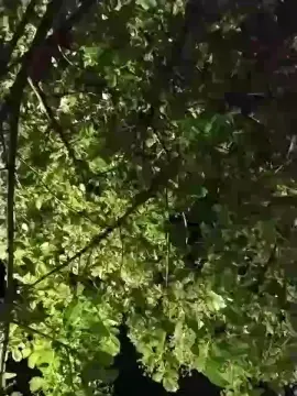 Cam4 Free Live Porn of Sexylatinogay