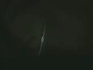 Cam4 Sex Cam of Linda_Vibes