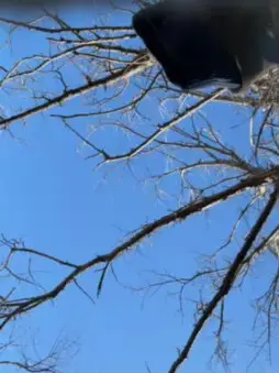 Cam4 Live Sex Cam of BigDjunior8