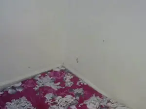 Cam4 Watch Live Sex Cams of Sexxy_booby