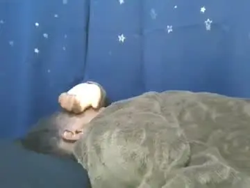 Chaturbate Adult Video Chat of cilia_petite