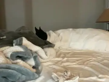 Chaturbate Free Live Porn of hottiewithabody101