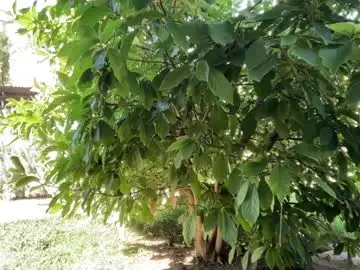 Chaturbate Live Sex of patry333