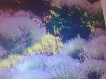 Chaturbate Live Sex of hornyasfuckk33