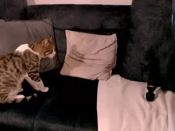 Chaturbate Best Webcam of sugarbb3