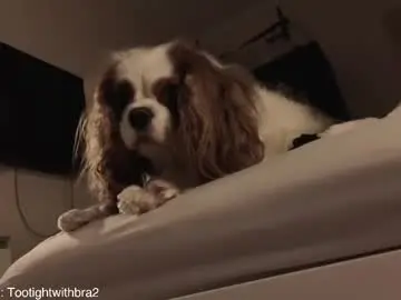 Chaturbate Private Sex Chat of tootightwithbra