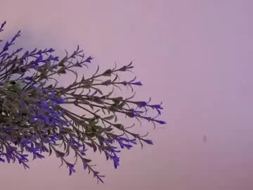 Chaturbate Sex Chat of black_fine