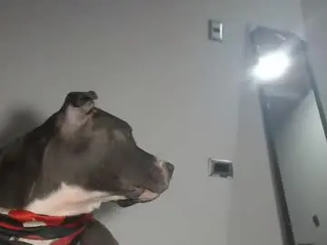 Chaturbate Live Porn of tommy_c0rtez
