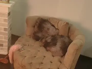 Chaturbate Sex Cam of brithaniky