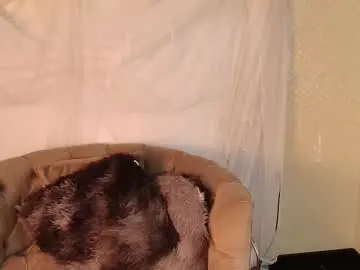 Chaturbate Best Webcam of brithaniky