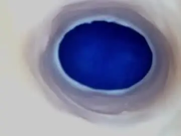 Chaturbate Best live sex cam show of paulainoscente