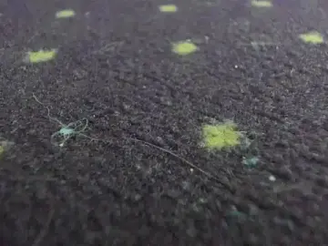 Stripchat Adult Video Chat of AishaRouhi