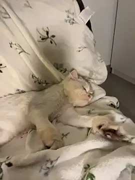 Stripchat Live Sex Cam of Ella_Charm