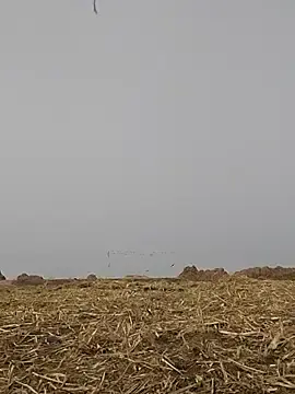 Stripchat Watch Live Sex Cams of ThethunderPo