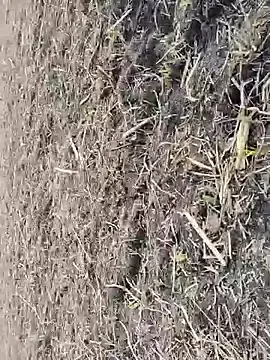 Stripchat Private Sex Chat of ThethunderPo