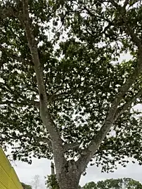 Stripchat Adult Video Chat of Ken-boy_