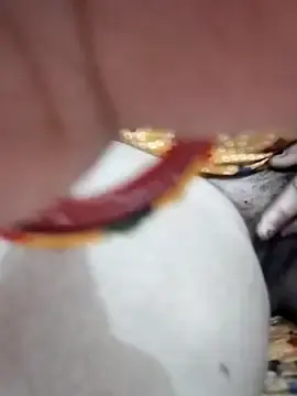 Stripchat Live Sex Cam of Darling8008